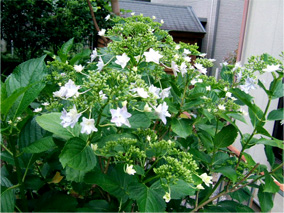 おまけ・隅田の花火（アジサイ）